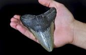 Megalodon Facts for Kids