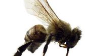 Wat zijn sommige predatoren van de honingbij?