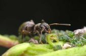 Laurierblaadjes voor Ant controle
