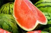 Hoe lang Is watermeloen kiemkracht?