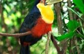 Dieren & planten in het Midden-Amerikaanse regenwoud
