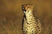 Kenmerken van de Cheetah