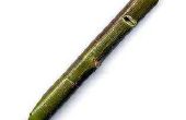Hoe maak je een fluit Willow