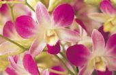 Zelfgemaakte meststof voor orchideeën