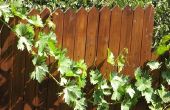 How to Protect a Wood Fence van de zon