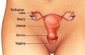 Ovulatie tijdens de menopauze