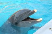 Hoe om te zwemmen met dolfijnen in Sanibel, Florida