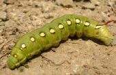 Hoe te identificeren een walstro Caterpillar hoorn