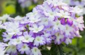 How to Care for Verbena bloemen