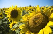 De beste plaatsen om weergave zonnebloemen in Kansas