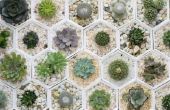 Interessante feiten over de woestijn Cactus planten