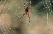 Wat voor soort spin heeft een Zig-Zag-Web?