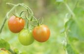 How to Prevent Blossom einde Rot in tomaten