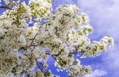 Wit bloeiende bomen in het voorjaar
