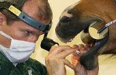 Hoe word ik een paarden tandarts