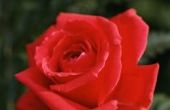 Hoe te zweven van rode rozen in Water Centerpieces