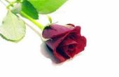 How to Wrap Long-stam rozen zoals een bloemist