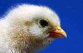 How to Build uw eigen Incubator voor kippen