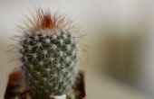 Hoe de zorg voor een overdekte Cactus