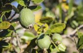 Informatie over een fruitboom voor ananas-guave