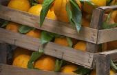 De elementen van de oranje Fruit