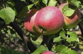 Biologische Spray voor appelbomen