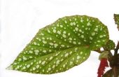 Waarom Begonia bladeren vallen af Real plotseling & Rot?