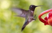 Hoe op te sporen van een kolibrie migratie