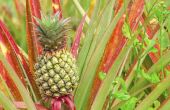 Basisvereisten van het groeien van de ananas