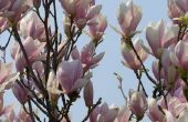 Hoe de zorg voor een schotel Magnoliaboom