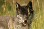 Voors en tegens van wolven in de bedreigde Species Act
