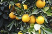 Sinaasappelbomen in Georgië