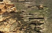 Doe het zelf Drywood termietcontrole