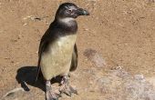 Pinguïn gewoonten & feiten