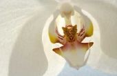 Hoe te bestuiven een Phalaenopsis orchidee
