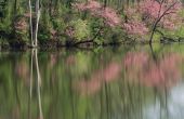 Identificatie van bloeiende bomen in Tennessee