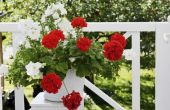 How to Care for ingegoten Geraniums