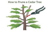 Hoe te snoeien van een boom Cedar