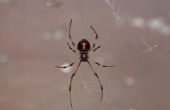 Giftige spinnen gevonden in Colorado