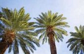 Palm Tree wortelgroei