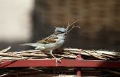 Hoe om te voorkomen dat vogels bouwen nesten in dakgoten