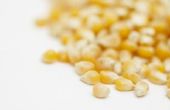 Welke soorten maïs planten maken Popcorn?