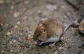 How to Get Rid van muizen onder vloer