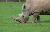 Hoe maak je een Rhino Horn met papier Mache