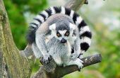 Lemur levenscyclus