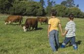 Leuke feitjes over landbouwhuisdieren voor kinderen