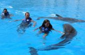 Hoe om te zwemmen met dolfijnen in Alabama