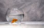 Kan leven goudvis in een kom zonder Filter?