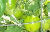 Wanneer Plant tomaten in Texas