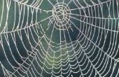 Menselijk gebruik van Spider Silk